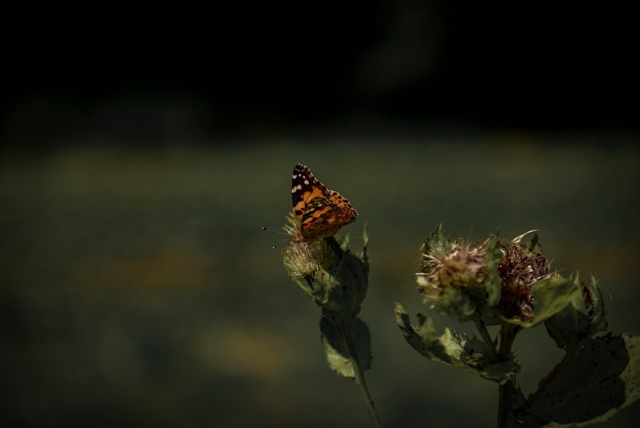 Photo midye dolma