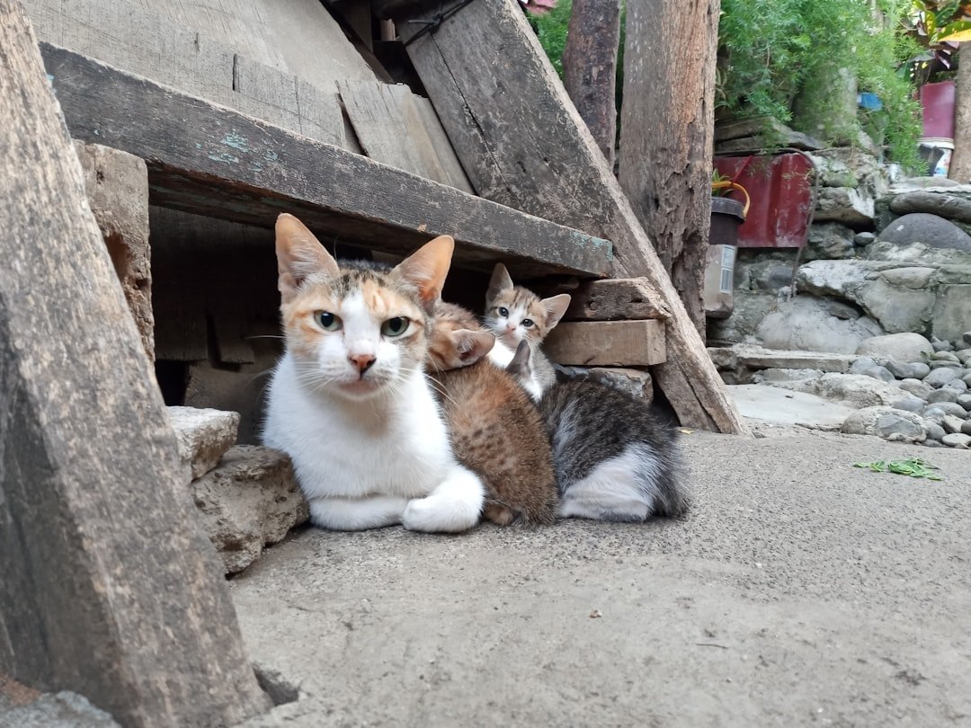 Photo family friendly Burgazada