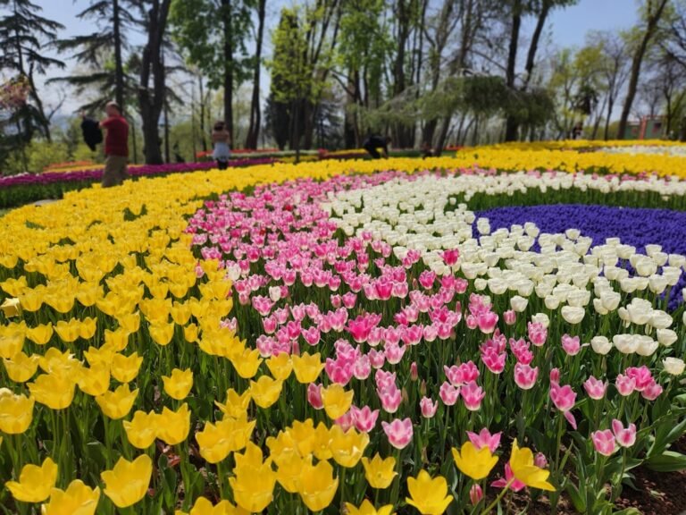 Photo Emirgan