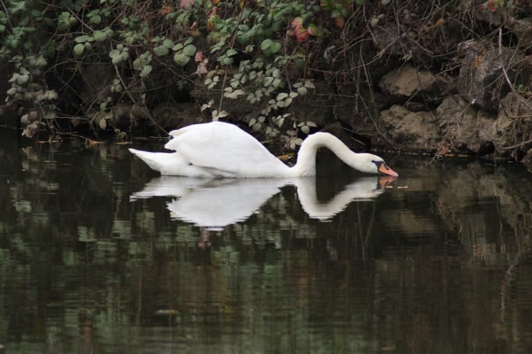 Photo Emirgan
