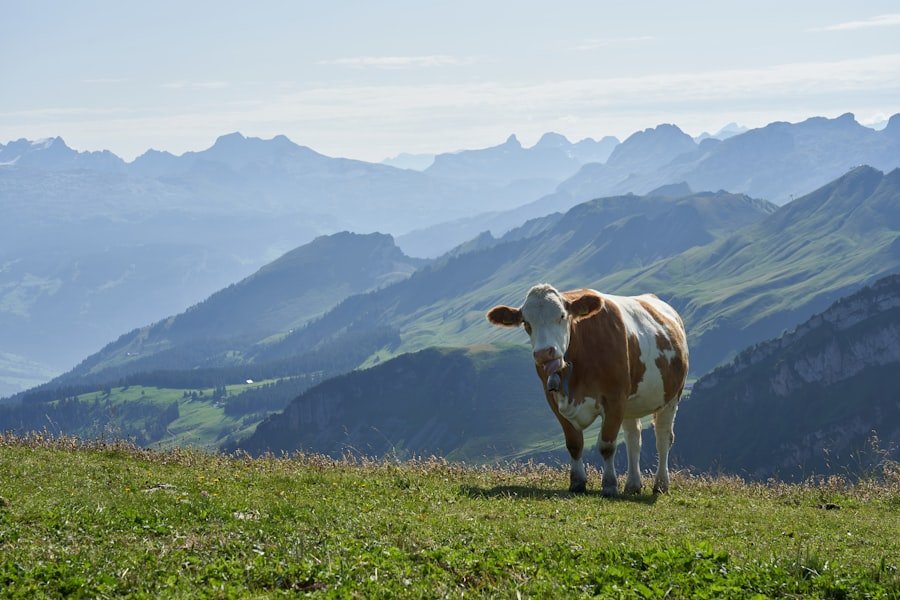 Photo vegan food Switzerland