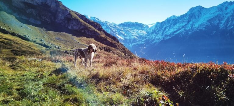 Photo pet friendly travel Switzerland