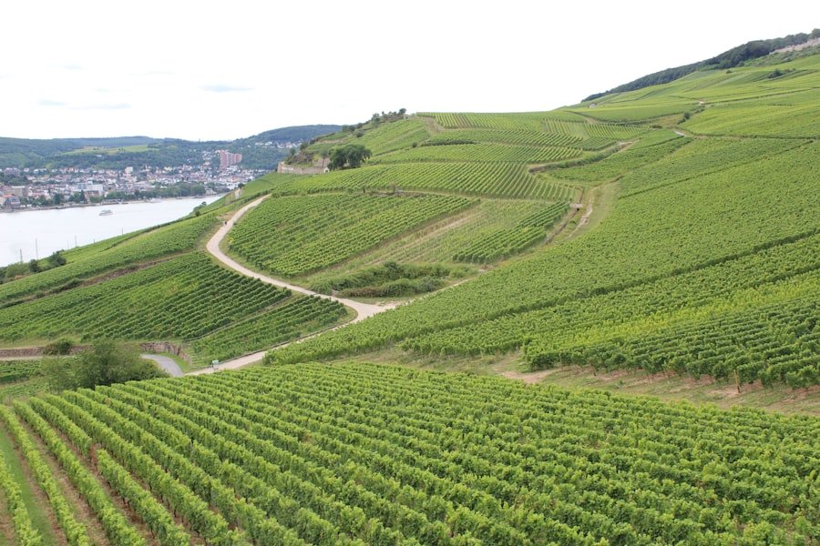 Swiss wine regions guide