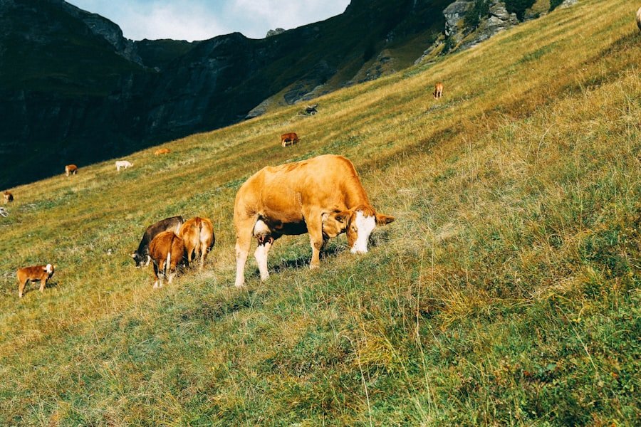 Gstaad with kids guide