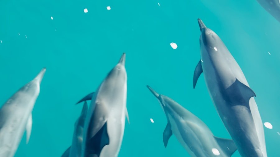 dolphin cruise tips