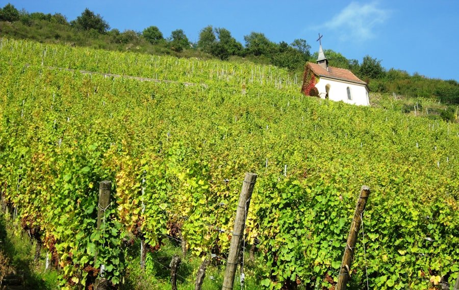 Lavaux vineyards travel guide