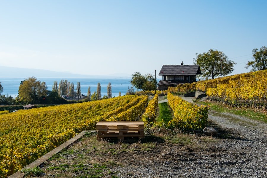 Lavaux vineyards