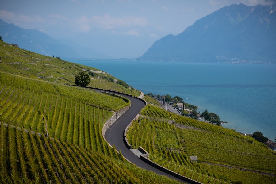 Lavaux vineyards
