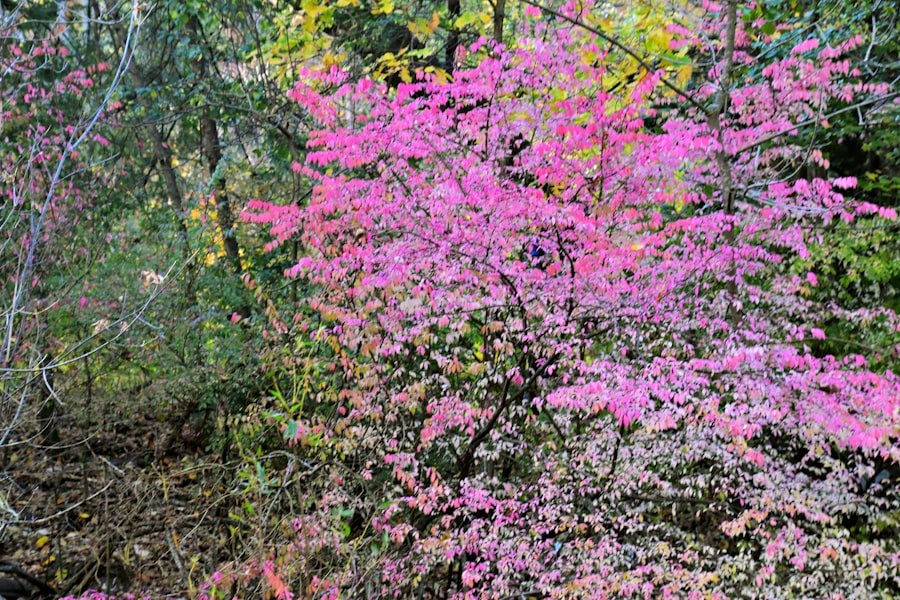 wildflower hikes Alabama