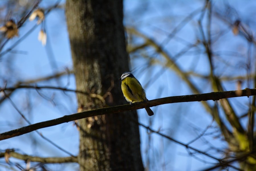 bird watching Alabama