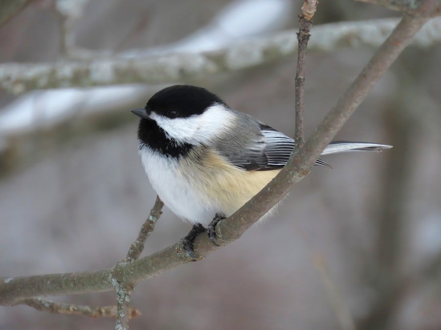 Birdwatching habitat at Wheeler National Wildlife Refuge