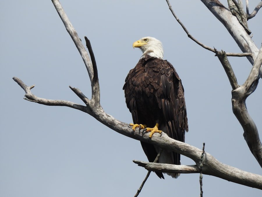 Guntersville State Park eagles