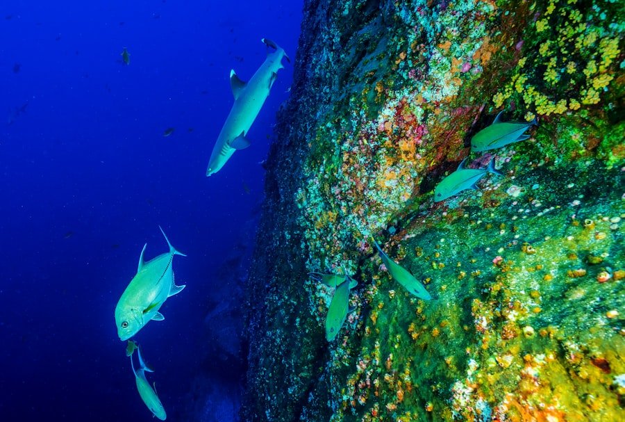 deep sea fishing Gulf Shores