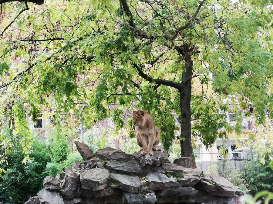 Lion Monument viewpoint