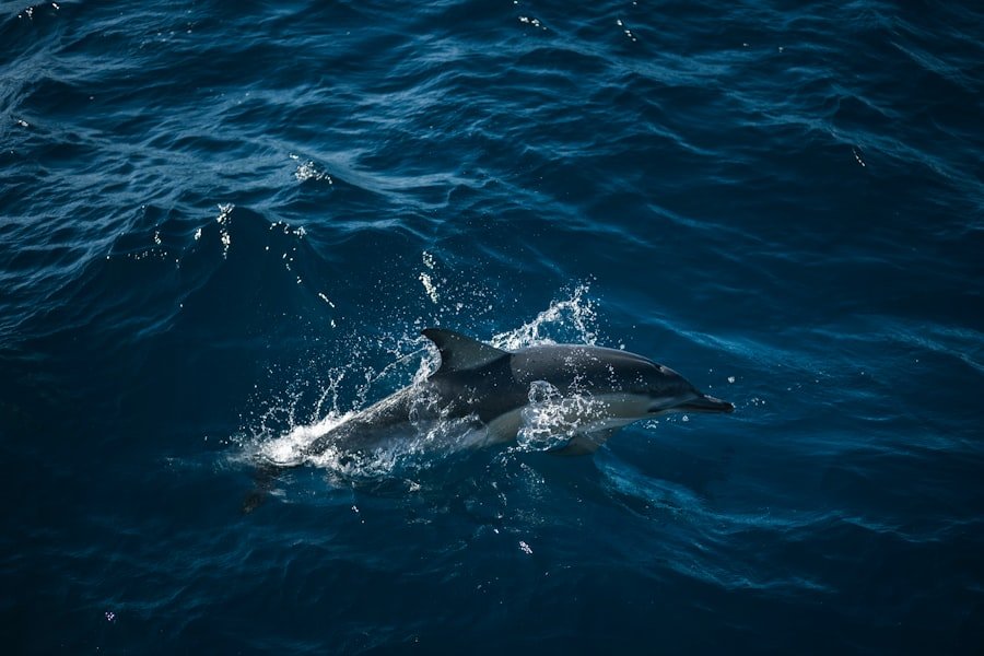 dolphin cruises Gulf Shores