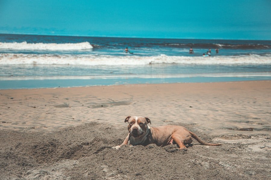 pet friendly beaches Alabama