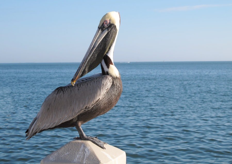 Gulf State Park guide