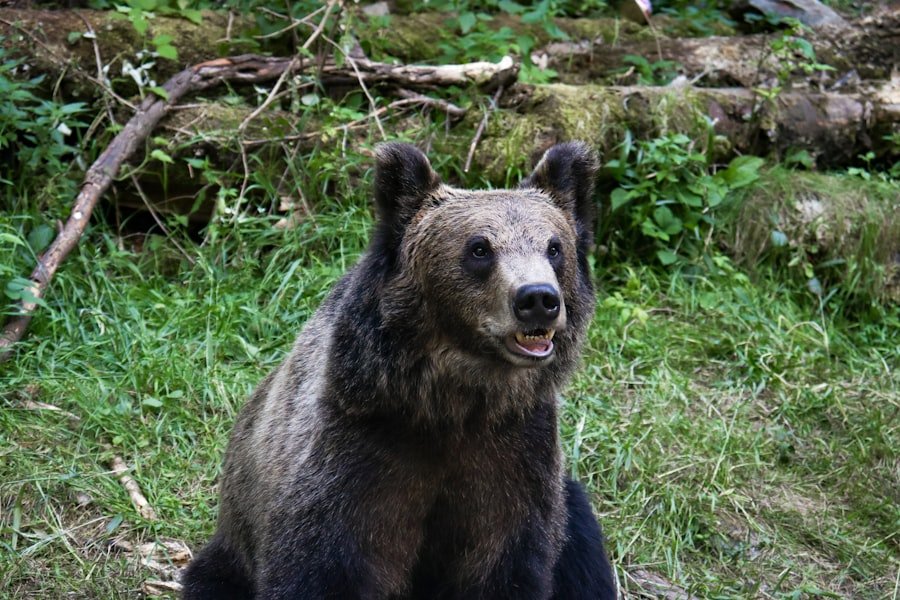 Arosa Bear Sanctuary