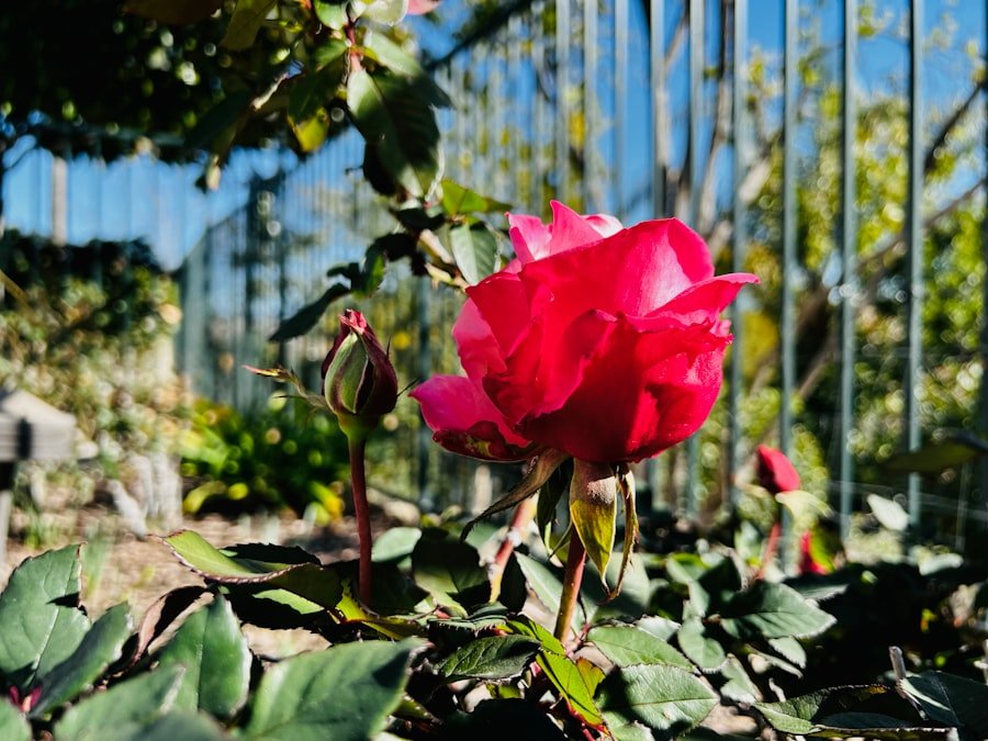Rapperswil rose gardens