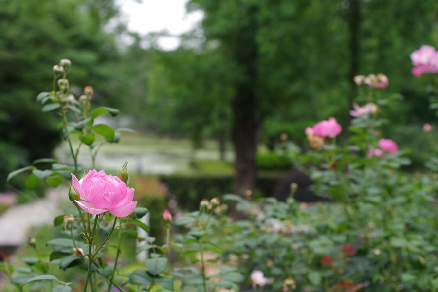Rapperswil rose gardens