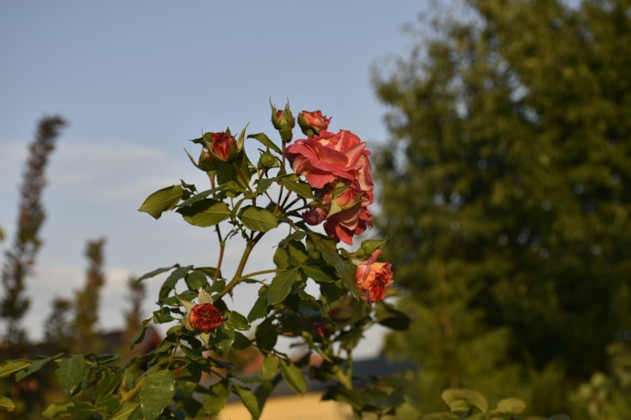 Rapperswil rose gardens tickets