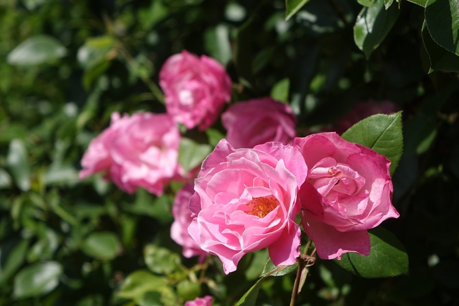 Rapperswil rose gardens