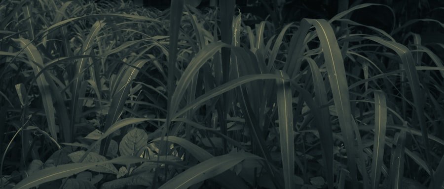 visit Bogn Engiadina Scuol