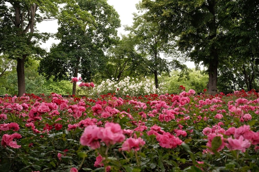 Rosa Parks Museum guide