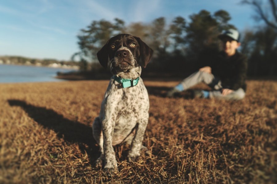 pet friendly Alabama travel