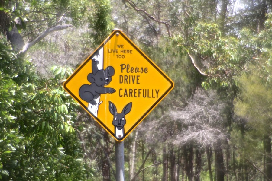 wildlife safety