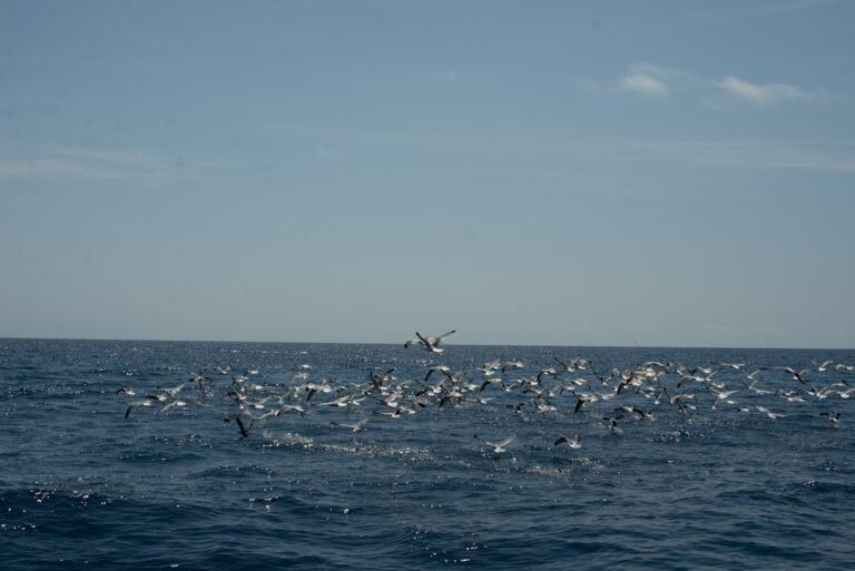 Photo deep sea fishing Gulf Shores