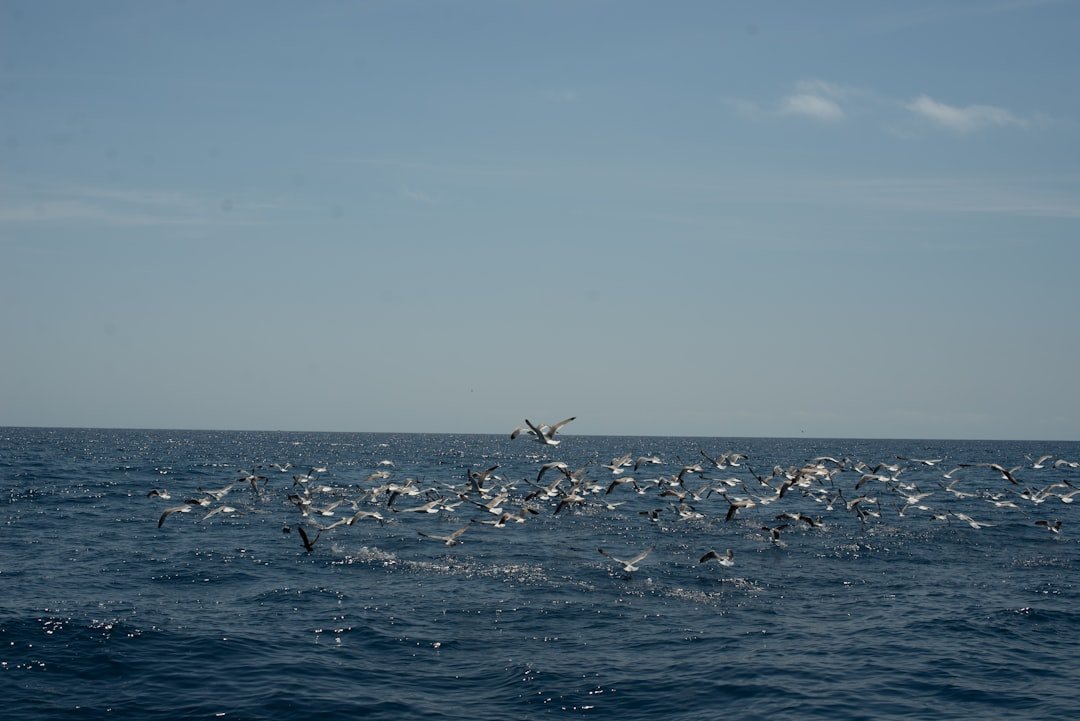 Photo deep sea fishing Gulf Shores