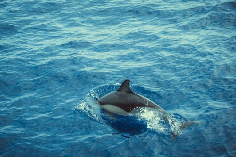 Photo dolphin cruises Gulf Shores