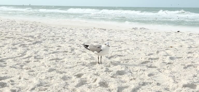 Photo pet friendly beaches Alabama