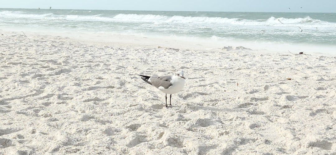 Photo pet friendly beaches Alabama