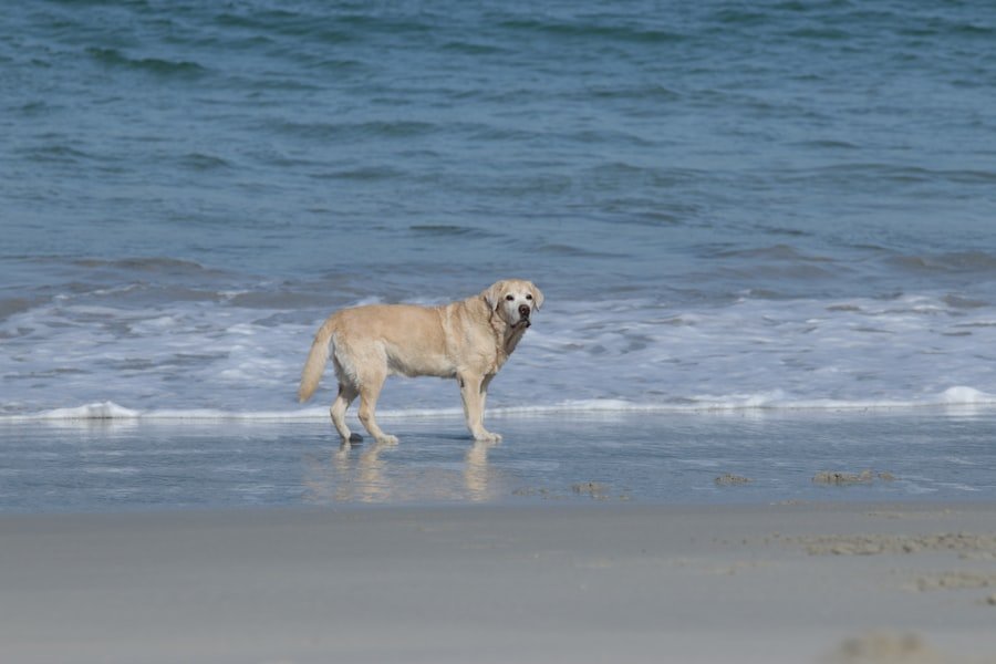 Photo pet friendly beaches Alabama