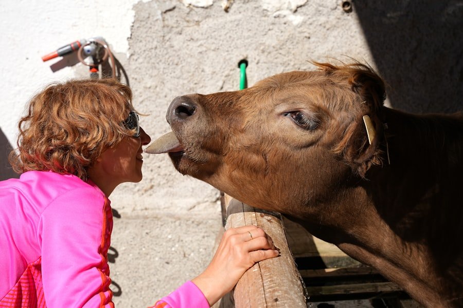 Photo Emmental show dairy tickets