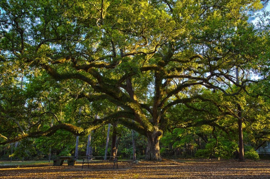 Photo Dauphin Island