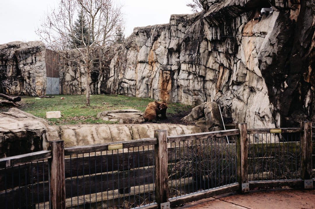 Photo Arosa Bear Sanctuary