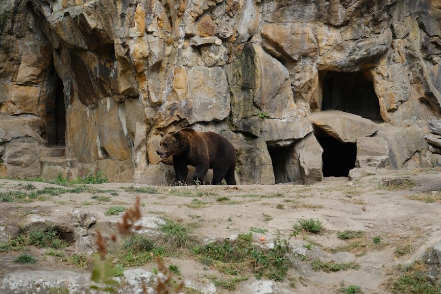 Photo Arosa Bear Sanctuary
