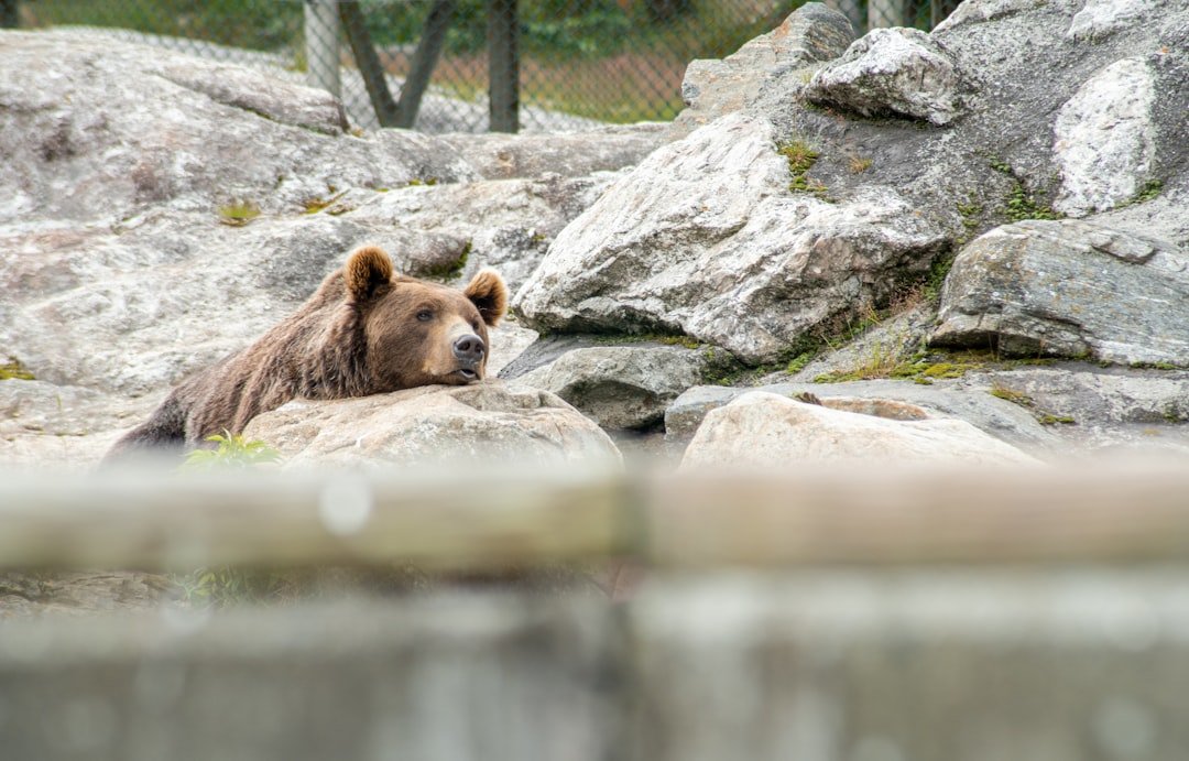 Photo Arosa Bear Sanctuary
