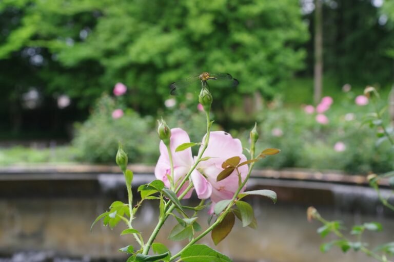 Photo Rapperswil rose gardens