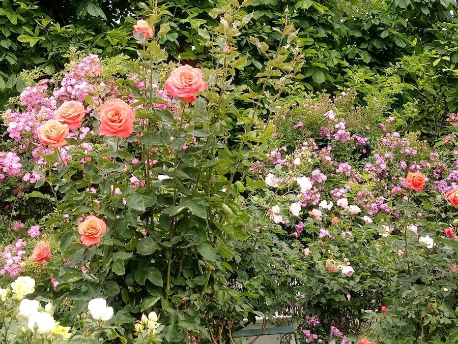 Photo Rapperswil rose gardens
