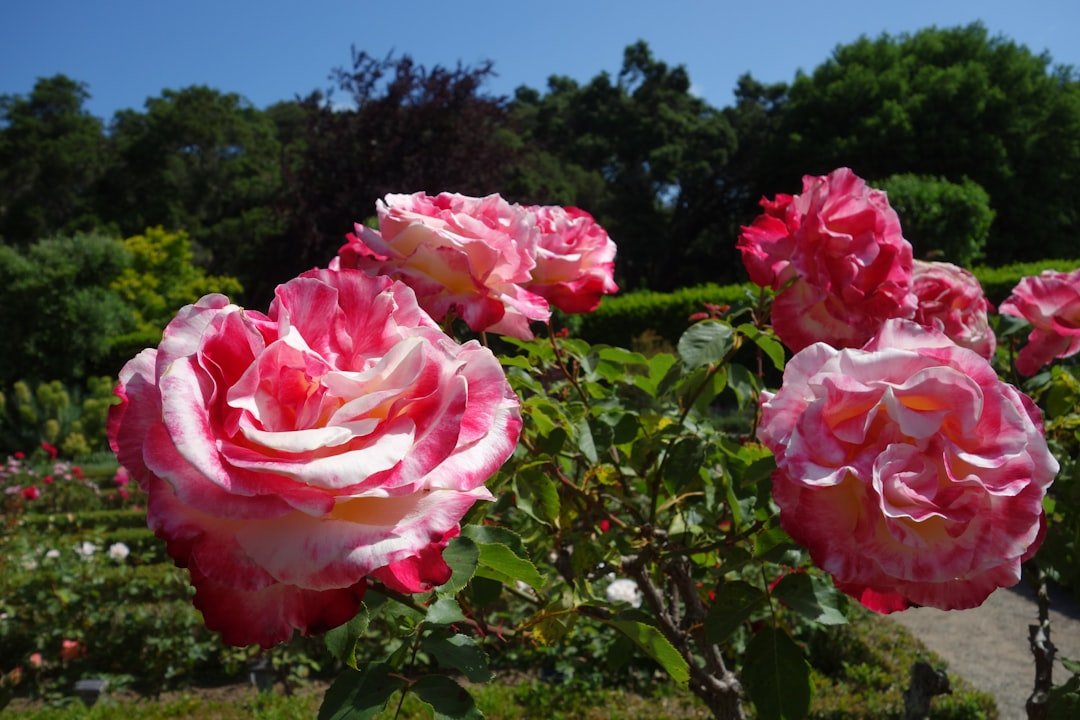 Photo Rapperswil rose gardens