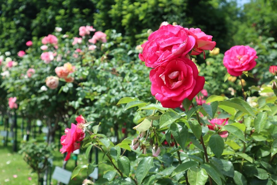 Photo Rapperswil rose gardens tickets
