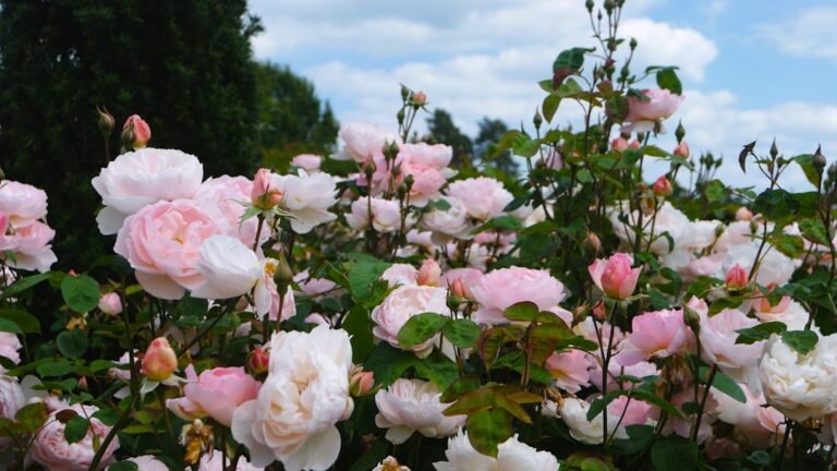 Photo Rapperswil rose gardens