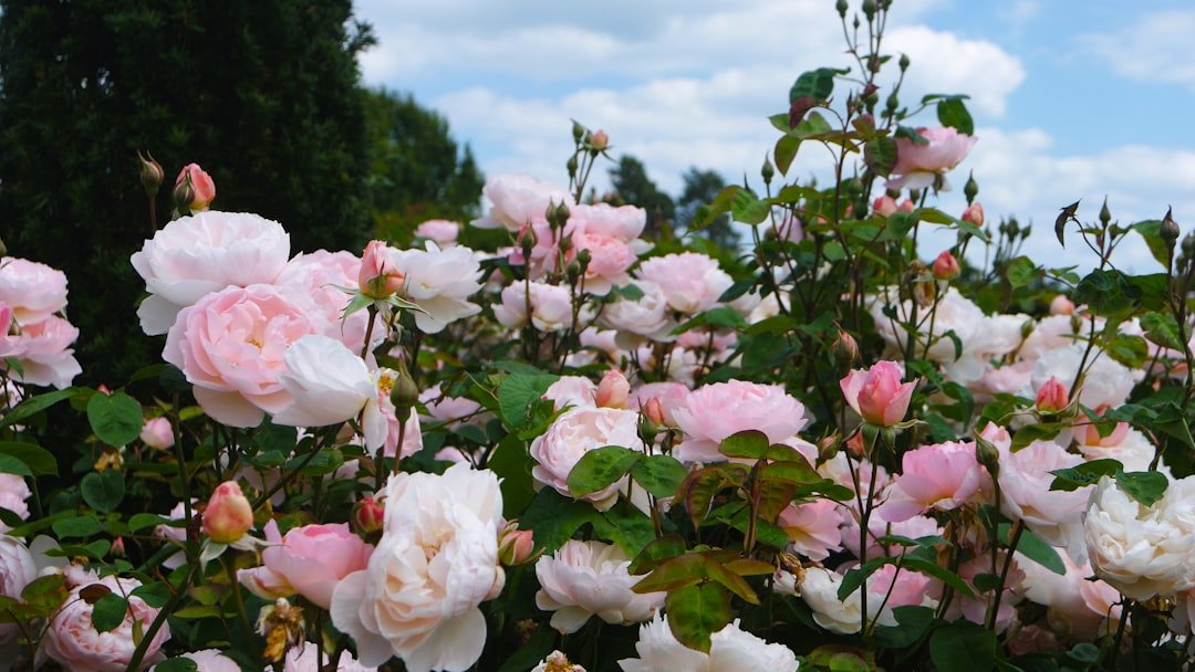 Photo Rapperswil rose gardens