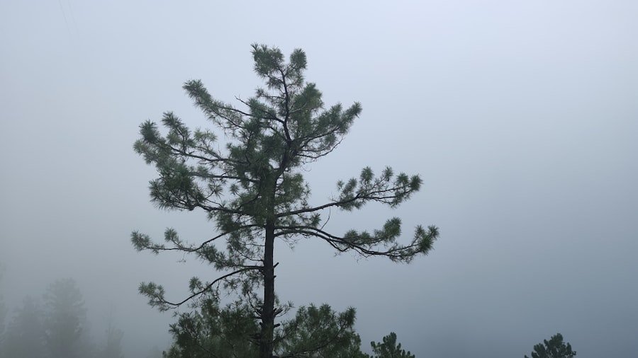 Photo Alabama weather