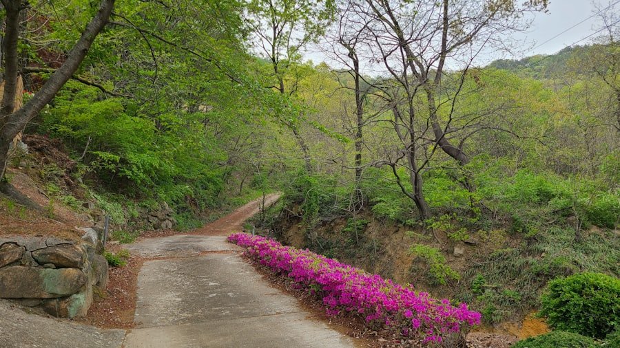 Photo Pilatus flower trail