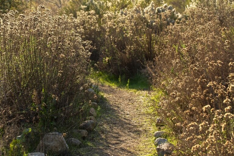 Photo Pilatus flower trail